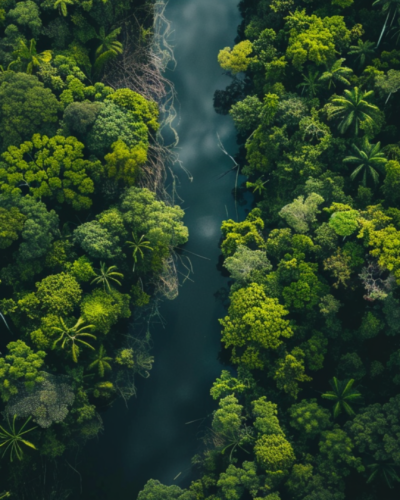 Aerial shot of the Amazon Rainforest from Brazil