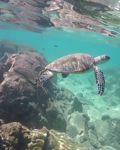 A turtle swimming underwater in Hawaii