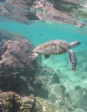A turtle swimming underwater in Hawaii