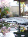 Morning in a Tokyo Zen garden with cherry blossoms reflecting in a pond.