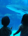 Kids watching a whale shark inside a huge aquarium in Osaka, Japan