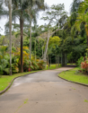A pathway between lush green trees in Sao Paulo Botanical Gardens