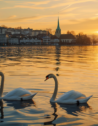 Sunset over Lake Zurich with swans on the water and the cityscape in the distance under golden hour lighting.